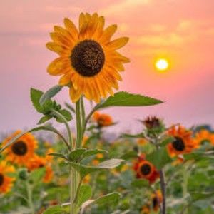 Meet your Posher, Selena